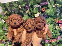 Toy poodle ev ortamında yavrular