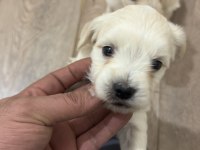 Orijinal ırk maltese terrier