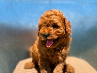 Toy poodle yavrular ırk sağlık garantili