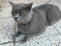 Acil 5 yaşında kedimiz