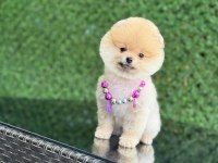 Show Kalite Pomeranian Boo Yavrular