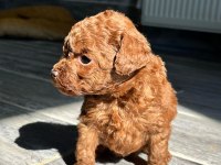 Kore Red-Brown Toy Poodle Yavrularımız