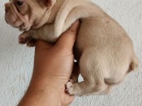 Egzotik French Bulldog Bebekler