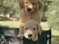 Ev ortamında yetiştirilmiş golden retriever yavrularımız
