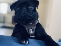 9 Aylık Erkek Pug