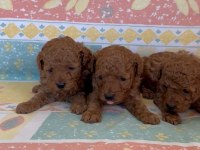 Orjinal toy poodle yavrular