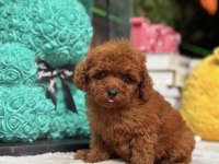 İnanılmaz güzellikte toy poodle bebekler