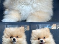 Aile Aranıyor: Sevimli Pomeranian Yavrusu Cookie