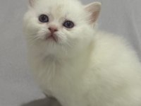 57 günlük british shorthair bebekler teslime hazır