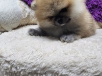 Orjinal ırkının en iyisi muhteşem kürk yapısı pomeranian