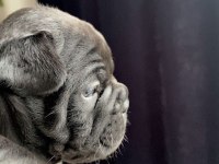 A kalite has french bulldog
