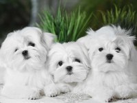 EVLERİN NEŞESİ YENİ KORE MALTESE LER