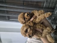 Toy poodle 1 numara
