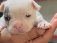 french bulldog merle bebekler