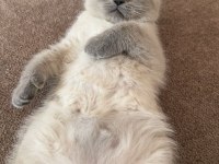 Safkan british blue point