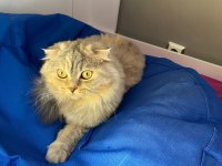 Scottish fold kedimiz