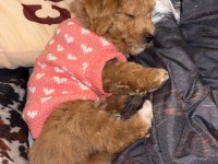Anne altından kore boy amerikan maltipoo bebekler