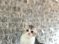 Sevimli Brıtısh Shorthair Yavrularım