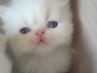 iran persian kedi yavrularımız