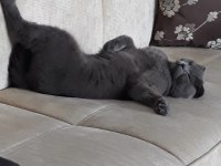 Scottish fold erkek