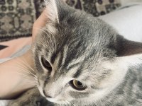 10 aylık ezel bebek kedimiz