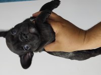 Kan hattı muhteşem french bulldog yavrumuz