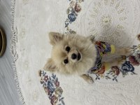 2 yaşında pomeranian dişi hiç doğum yapmadı