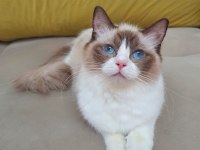 FULL ŞECERELİ SEAL VE BLUE BICOLOR RAGDOLL YAVRULARI