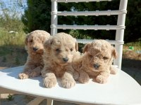 Rezerveye açık maltipoo bebeklerim