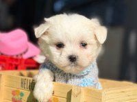 MİNİK MALTESE TERRİER KÖPEKLER
