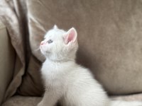 Beyaz Erkek British shorthair