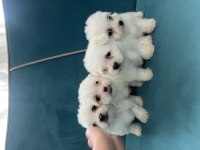 Tea cup kore kan maltese bebekler