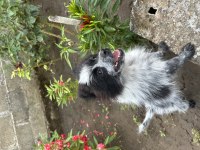 Yavru spitz