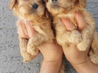 Maltipoo yavruları