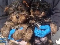 (SDK) Çiftlikten ırk garantili yorkshire terrier yavrular
