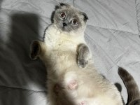 Point blue scottish fold bebekler