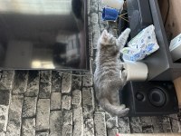 Kedimiz 2 aylık iç dış parazit aşıları yapıldı