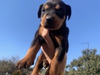 Rottweiler Safkan Irk