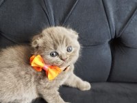 Uygun fiyatlı secereli scottish fold