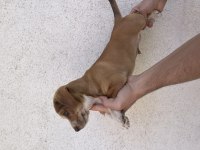 Erkek yavru jack russell
