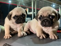 Muhteşem Pug Mops Bebek Köpekler