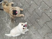 2 yavru imperial pekinez aşıları ve kimliği mevcut