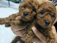 1 erkek ve 1 dişi Teacup - Kore Poodle