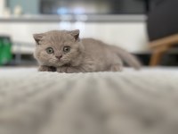 15 haziran doğumlu 3.5 aylık yavru british shorthair bebek