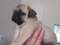 Pug mops bebekler