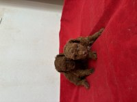 TEACUP TOY POODLE BEBEKLERİM