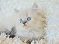 Mas mavi gözlü muhteşem british longhair ny1133