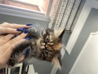 5 Minik British Longhair Kedilerim