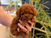 SHOW KALITE TOY POODLE YAVRULARIM