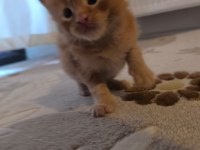 XXL boy safkan maine coon yavrular